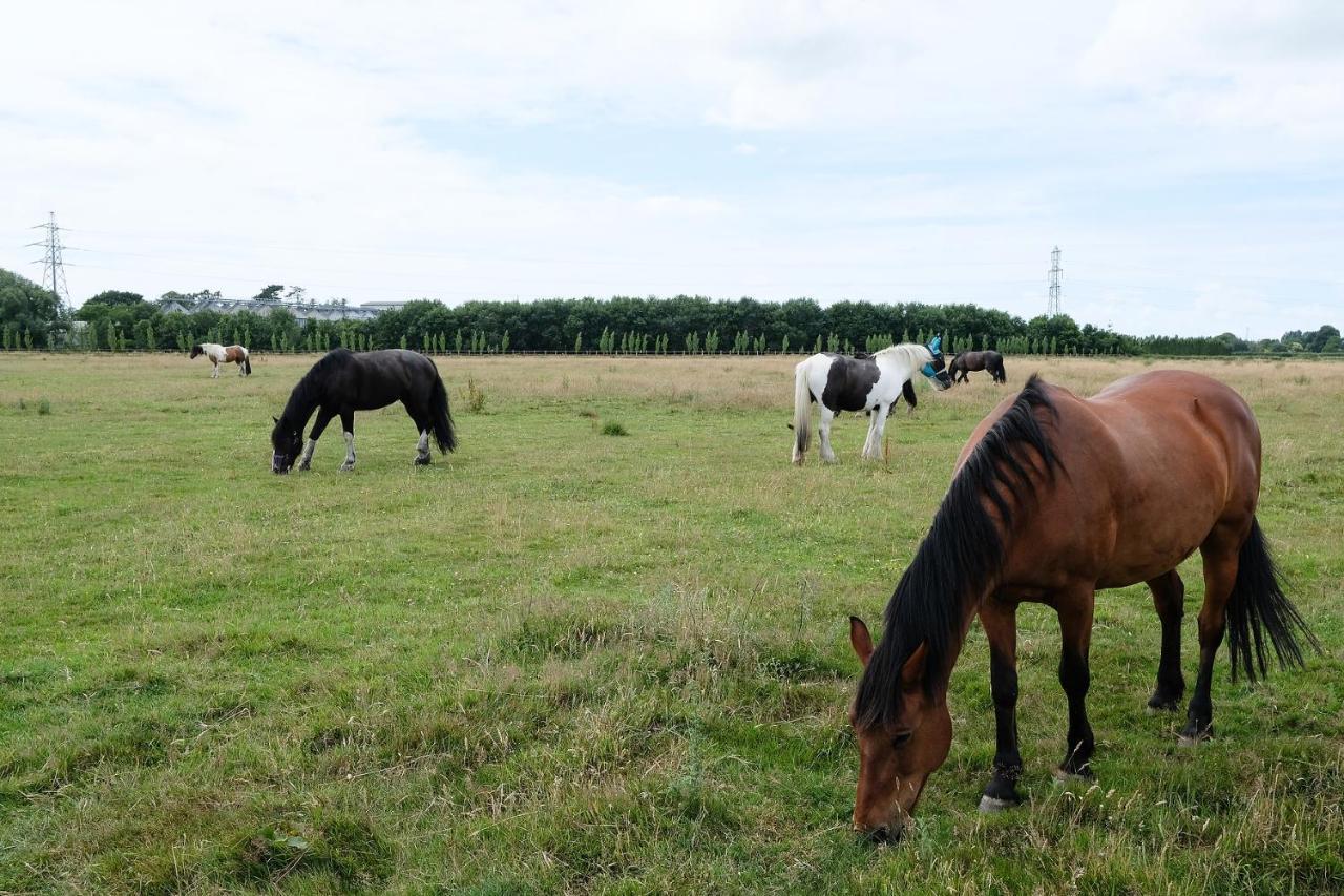 Willowbrook Riding Centre ชิชิสเตอร์ ภายนอก รูปภาพ